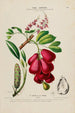 Flore d'Amérique dessinée d'après nature sur les lieux Pl184 - Étienne Denisse — weergave van het kunstwerk
