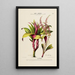 Flore d'Amérique dessinée d'après nature sur les lieux Pl185 - Étienne Denisse — ingelijst kunstwerk aan de muur
