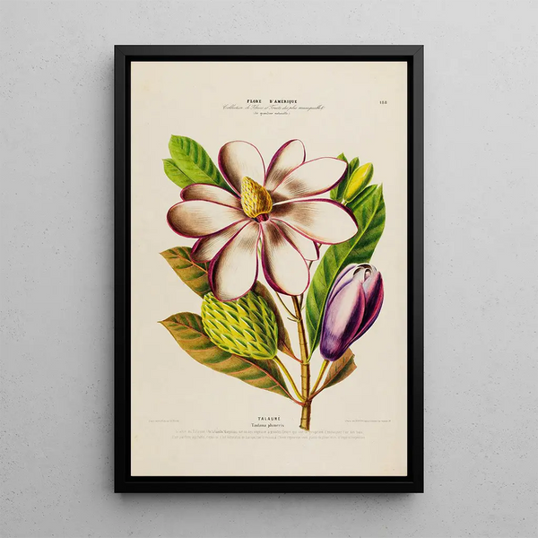 Etienne Denisse - Flore dAmerique dessinee dapres nature sur les lieux Pl188.webp