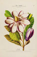 Flore d'Amérique dessinée d'après nature sur les lieux Pl188 - Étienne Denisse — weergave van het kunstwerk