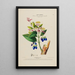 Flore d'Amérique dessinée d'après nature sur les lieux Pl191 - Étienne Denisse — ingelijst kunstwerk aan de muur