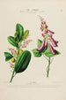 Flore d'Amérique dessinée d'après nature sur les lieux Pl194 - Étienne Denisse — weergave van het kunstwerk