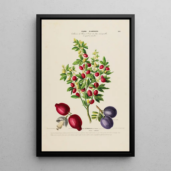 Etienne Denisse - Flore dAmerique dessinee dapres nature sur les lieux Pl195.webp