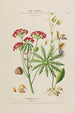 Flore d'Amérique dessinée d'après nature sur les lieux Pl199 - Étienne Denisse — weergave van het kunstwerk