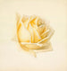 Study of a Rose - Paul de Longpré — artwork view
