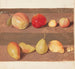 Study of Flowers and Fruits - Johanna Fosie — artwork view
