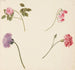 Reproduction of the painting Study of flowers and vegetables - Johanna Fosie