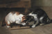 Twee katten met een prooi - Eugène Remy Maes — weergave van het kunstwerk