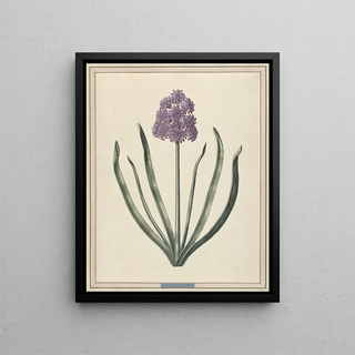 F Wijandt - Hyacint Charmante Violet.webp