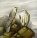 Faucons gerfauts sur un ledge rocheux - Joseph Wolf — gepresenteerd in een interieur
