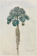 Arbre paresseux - Ferdinand Keller — weergave van het kunstwerk