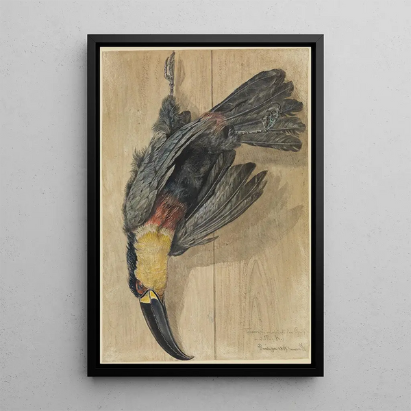 Ferdinand Keller - Studie eines toten TukanVogels.webp