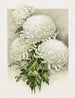 Chrysanten - Ferdinand Schuyler Mathews — weergave van het kunstwerk
