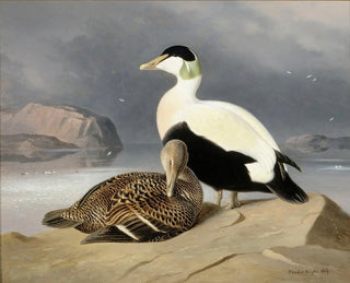 Ferdinand von Wright - Kaksi Haahkaa.webp