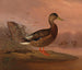 Eend (Kanadagans) - Ferdinand von Wright — weergave van het kunstwerk