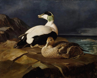 Ferdinand von Wright - Pair Of Common Eiders On A Rock.webp