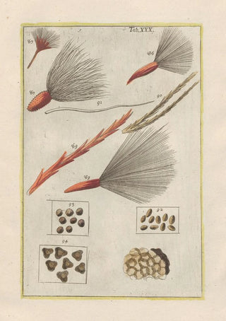 Filippo Buonanni - Rerum naturalium historia nempe quadrupedum Pl30.webp