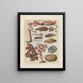 Filippo Buonanni - Rerum naturalium historia nempe quadrupedum Pl49.webp