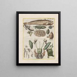 Filippo Buonanni - Rerum naturalium historia nempe quadrupedum Pl50.webp
