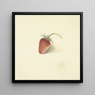 Fraise - Elisabeth Geertruida van de Kasteele