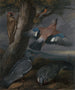 Geai, Pic vert, Pigeons en Rougequeue Landschap met een Pic vert, een Geai, Twee Pigeons, een Rougequeue, een Hagedis en twee Kikkers - Francis Barlow — weergave van het kunstwerk