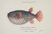 Arothron gillbanksii, globevis van Gillbanks - Frank Edward Clarke — weergave van het kunstwerk