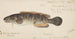 Poisson-lame - Frank Edward Clarke — weergave van het kunstwerk
