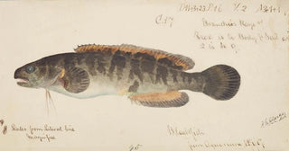 Frank Edward Clarke - Bladefish.webp