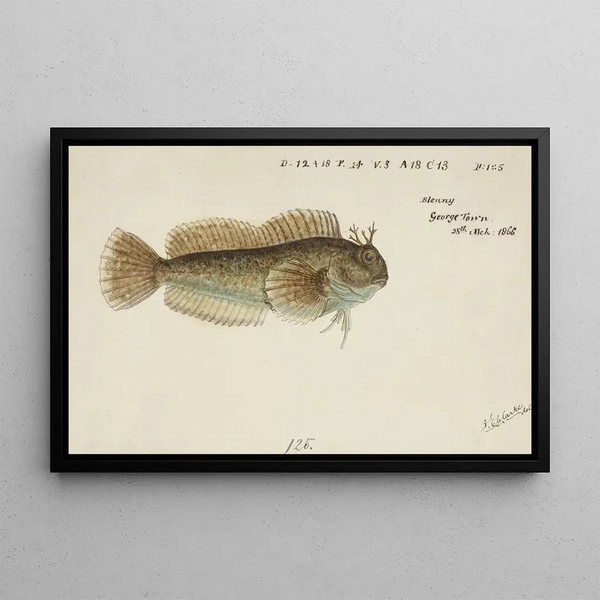 Frank Edward Clarke - Blenniidae Tas Blenny.webp
