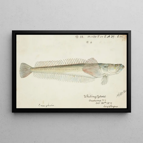 Frank Edward Clarke - Crapatulus novaezealandiae NZ Sand stargazer.webp