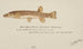 Galaxias olidus bergforel - Frank Edward Clarke — weergave van het kunstwerk