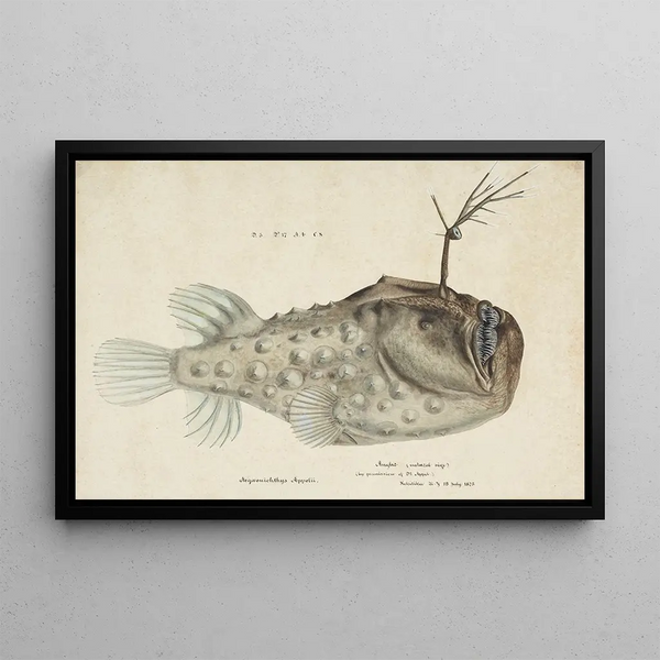 Frank Edward Clarke - Himantolophus appelii NZ lateral view Prickly anglerfish.webp