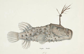 Frank Edward Clarke - Himantolophus appelii NZ lateral view l Prickly anglerfish.webp