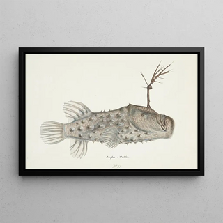 Frank Edward Clarke - Himantolophus appelii NZ lateral view l Prickly anglerfish.webp