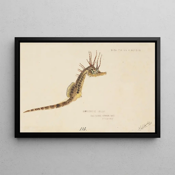 Frank Edward Clarke - Hippocampus abdominalis Tas Seahorse.webp