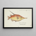 Macrorhamphosus scolopax Poisson-bécasse - Frank Edward Clarke — ingelijst kunstwerk aan de muur