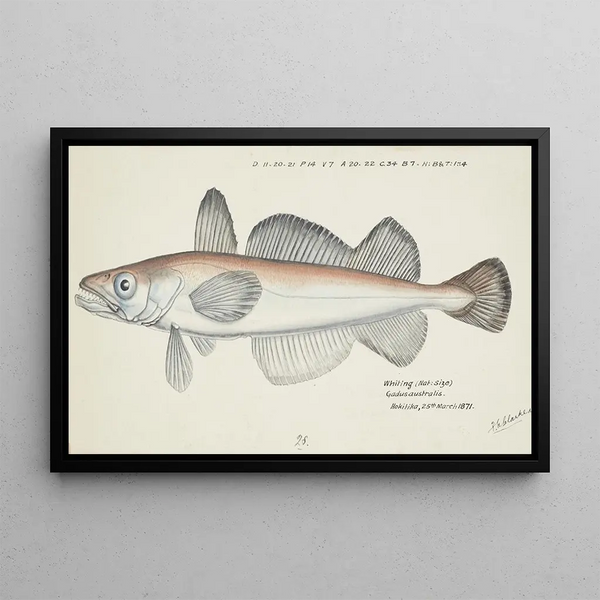 Frank Edward Clarke - Merluccius australis NZ Hake.webp