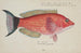 Pseudolabrus miles, varech - Frank Edward Clarke — weergave van het kunstwerk