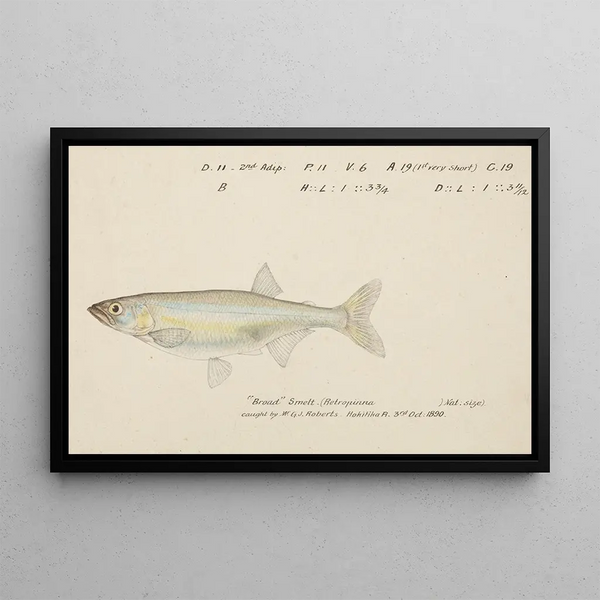 Frank Edward Clarke - Retropinna retropinna Smelt.webp