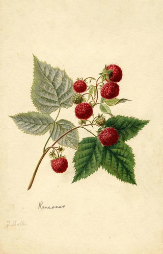 Frank Muller - Rubus Rancocas.webp