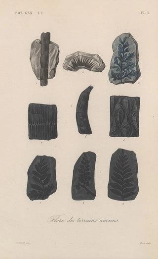 Franois Hrincq - Traite de botanique generale Pl002.webp