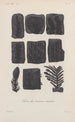 Traité de botanique générale Pl003 - François Hérincq — artwork view