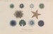Treatise on General Botany Pl008 - François Hérincq — artwork view