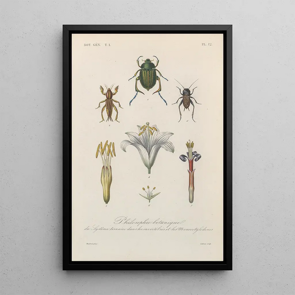 Franois Hrincq - Traite de botanique generale Pl012.webp