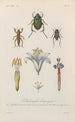 Treatise on General Botany Pl012 - François Hérincq — artwork view