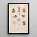 Traité de botanique générale Pl013 - François Hérincq — framed artwork on a wall