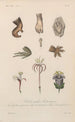 Traité de botanique générale Pl013 - François Hérincq — artwork view