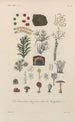 Treatise on General Botany Pl014 - François Hérincq — artwork view