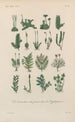 Treatise on General Botany Pl015 - François Hérincq — artwork view