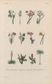 Treatise on General Botany Pl016 - François Hérincq — artwork view